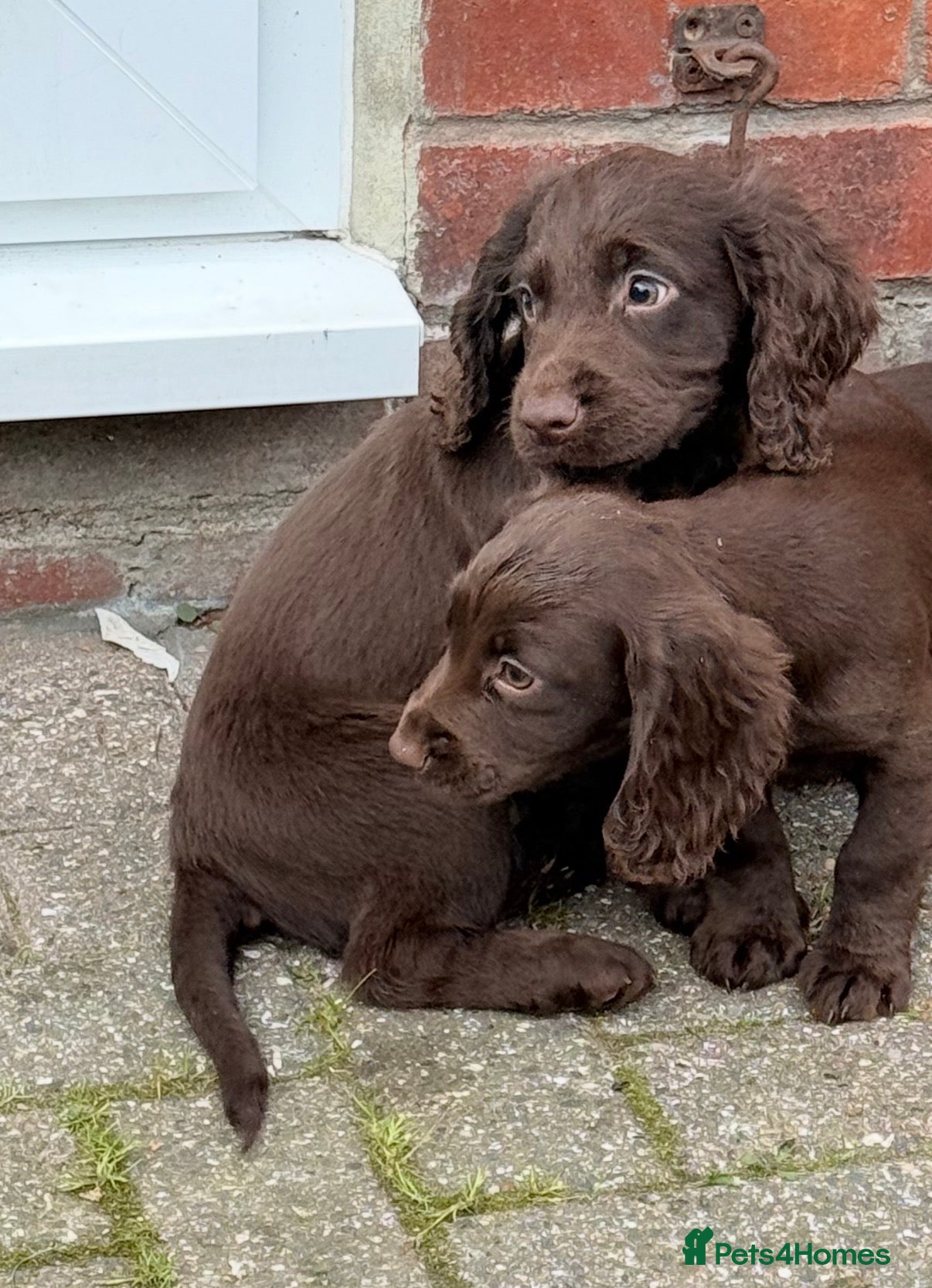 Cocker Spaniel dogs for sale: Cocker spaniel puppies  - Advert 3