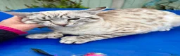 Savannah cats for sale: Breath taking wild looking girl  - Advert 6