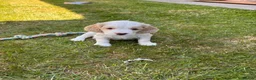 Mixed Breed dogs for sale: Clumber x Puppies  - Advert 19