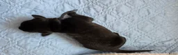 Mixed Breed dogs for sale: Rottmation in Plymouth - Advert 4