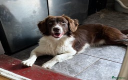 Sprollie dogs for sale: Sprollie - Advert 1