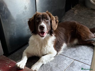 Sprollie dogs for sale: Sprollie - Advert 1