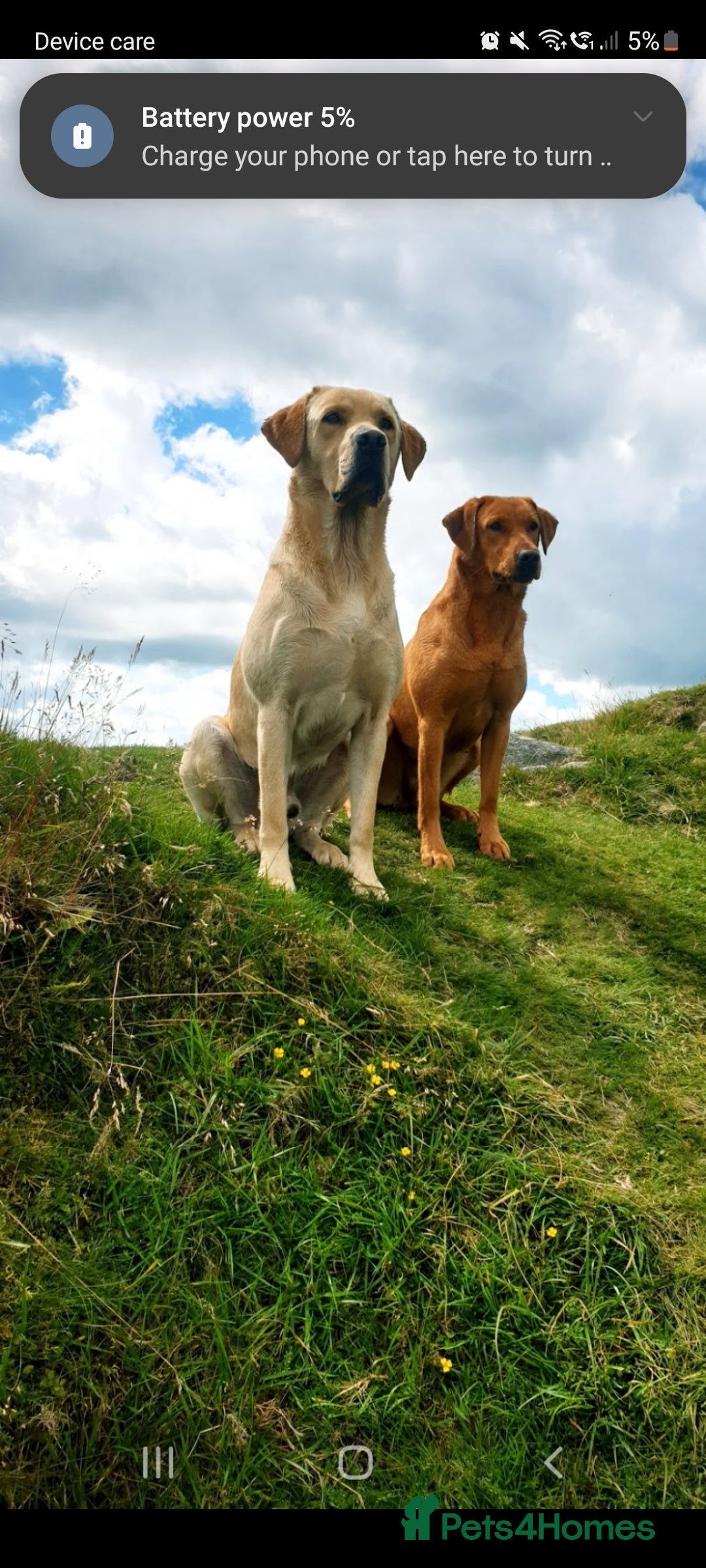 Labrador Retriever dogs for sale: Lovable, Quality KC black labradors  - Image 8