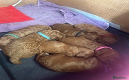 Cavapoo dogs for sale: 7 gorgeous F1b Cavapoo Puppies (4 girls & 3 boys)  - Image 1
