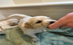 Golden Retriever dogs for sale: Beautiful pedigree Golden Retriever puppies  - Image 6