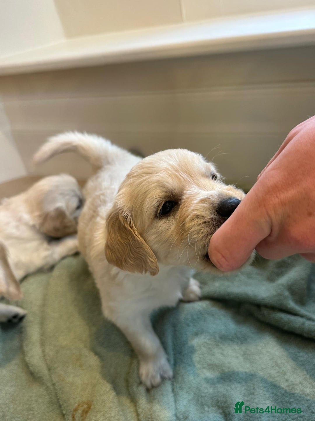 Golden Retriever dogs for sale: Beautiful pedigree Golden Retriever puppies  - Image 6