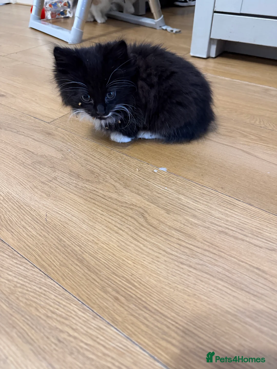 Mixed Breed cats for sale: 3 Beautiful kittens READY TO LEAVE - Advert 2