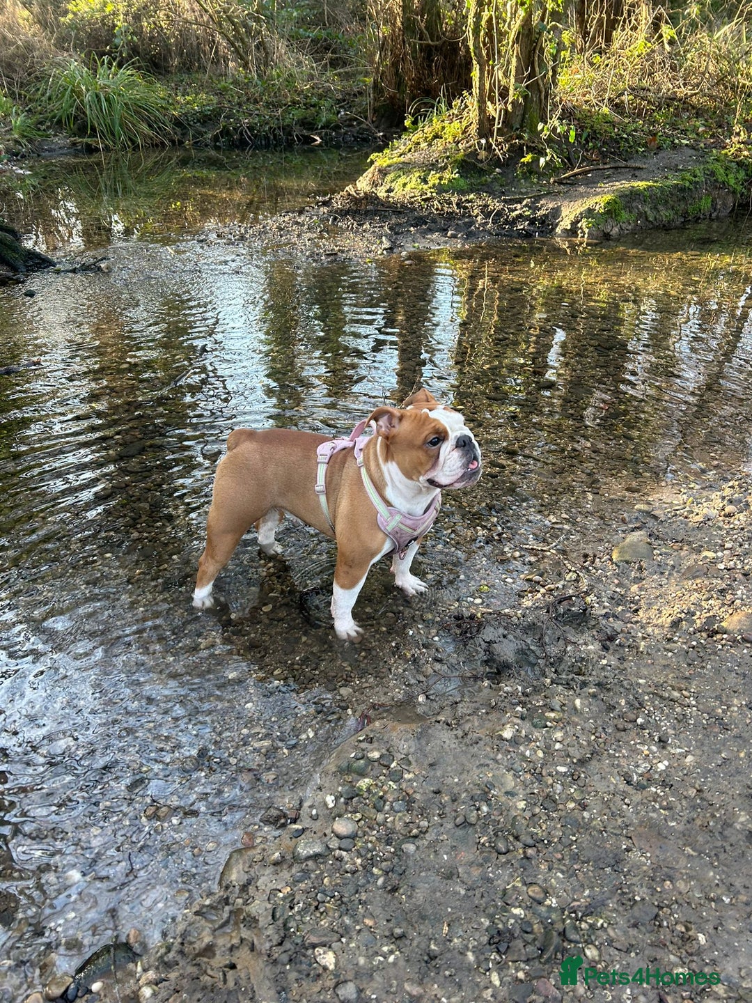 English Bulldog dogs for sale: English bulldog 1 year old for sale - Advert 1