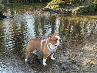 English Bulldog dogs English bulldog 1 year old for sale - Advert 1