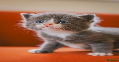 Mixed Breed cats - Advert 3