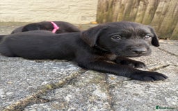 Labrador Retriever dogs for sale: ⭐️READY TO GO NEXT WEEK⭐️KC Reg Labrador Puppies  - Image 15