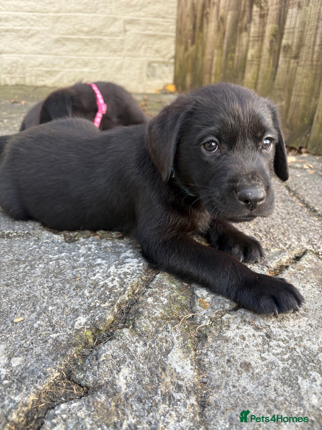 Labrador Retriever dogs for sale: ⭐️READY TO GO NEXT WEEK⭐️KC Reg Labrador Puppies  - Image 15