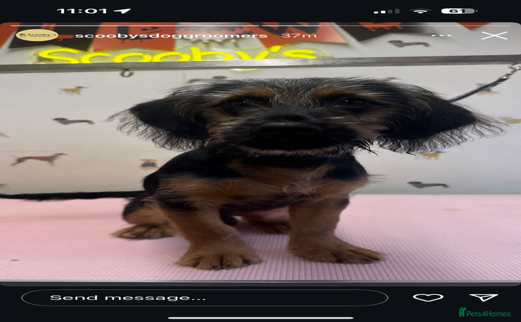 Mixed Breed dogs - Advert 12