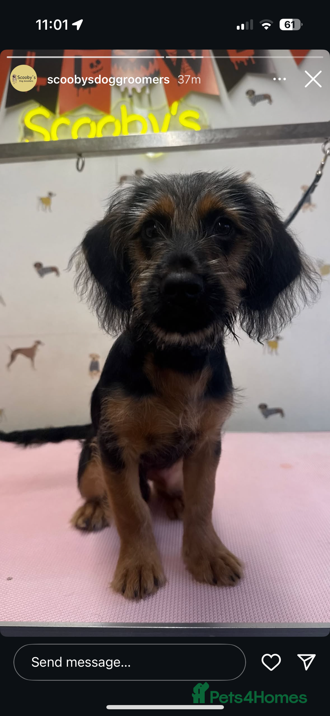 Mixed Breed dogs for sale: Dexter  - Image 1