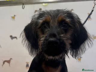 Mixed Breed dogs - Advert 24