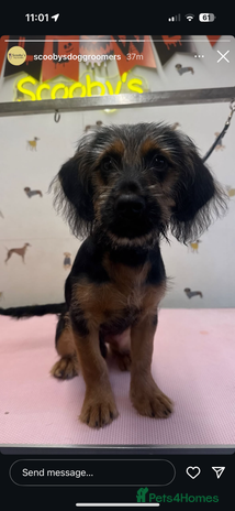 Mixed Breed dogs - Advert 5