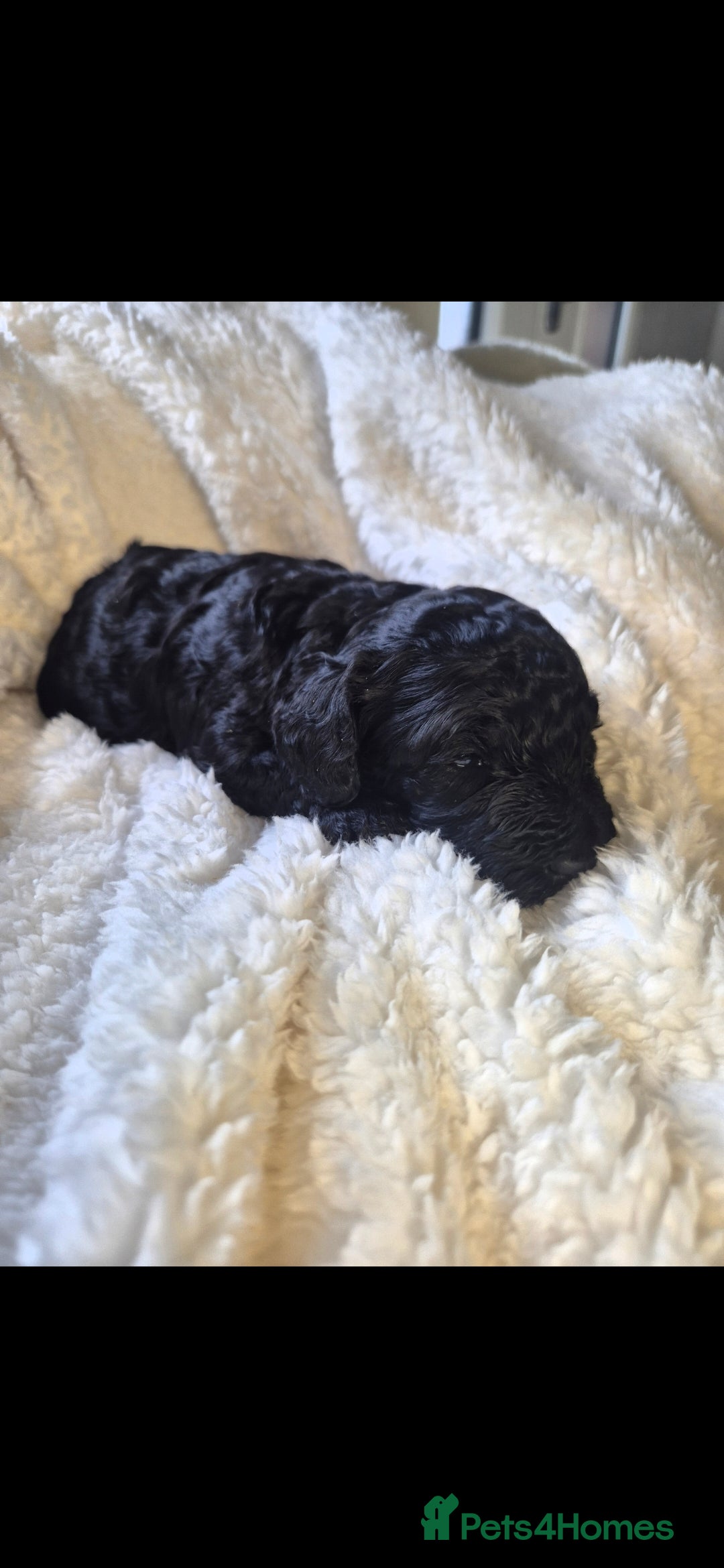 Cavapoo dogs Cavapoo puppys - Advert 3