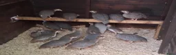 Guinea Fowl poultry for sale: Guinea fowl keets - Advert 2