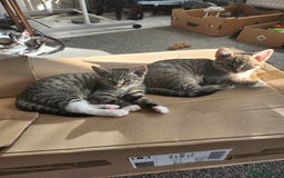 Mixed Breed cats for sale: Kittens  - Image 9