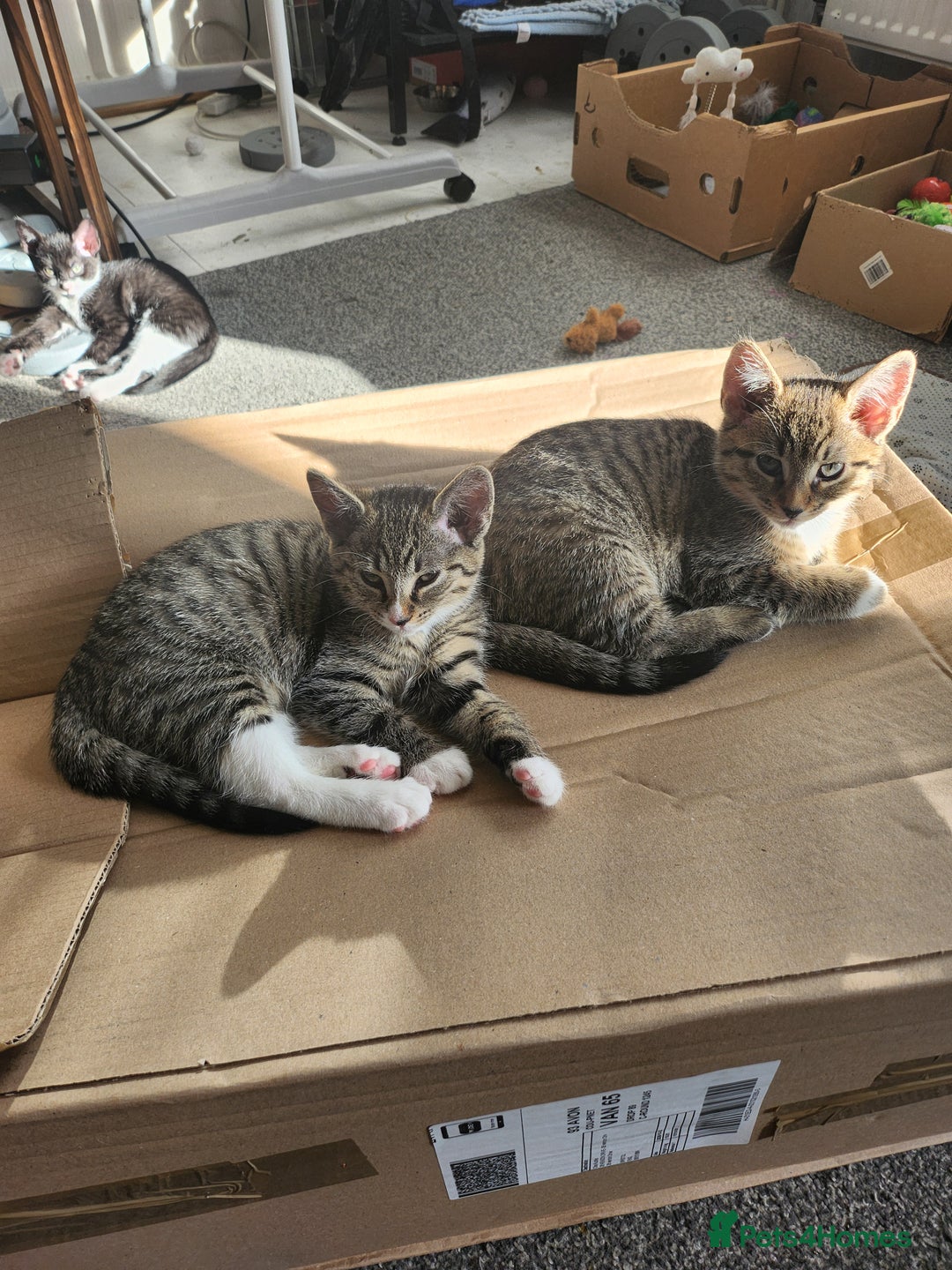 Mixed Breed cats for sale: Kittens  - Image 9