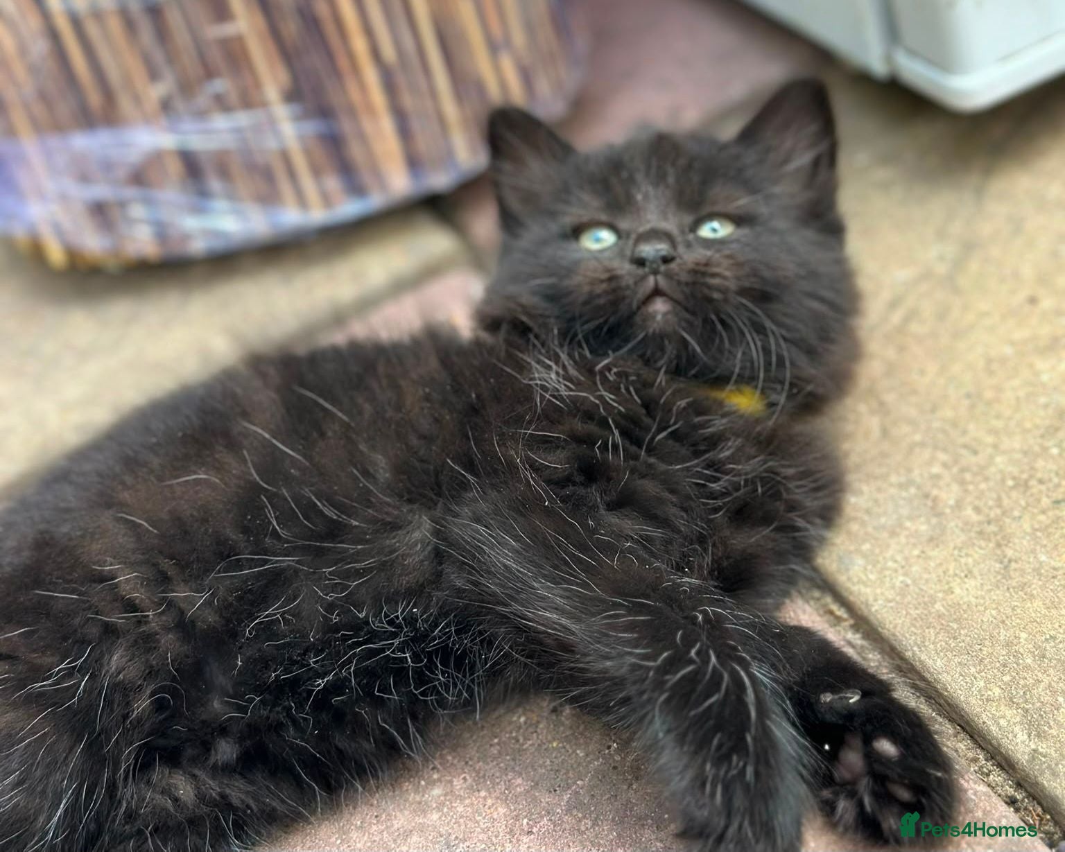 Mixed Breed cats Fluffy Adorable Kittens - Advert 1