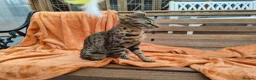 Savannah cats for sale: F3 Girl Brown Spotted Savannah TICA - Advert 8