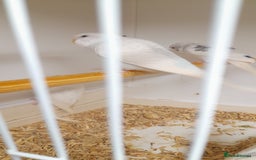 Budgerigars birds for sale: Budgies for sale - Image 11