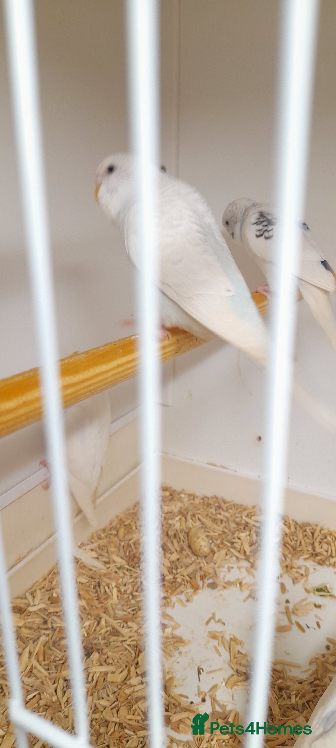 Budgerigars birds for sale: Budgies for sale - Image 11