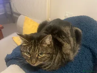 Domestic Shorthair cats Cat for sale - Advert 1