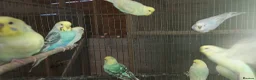 Budgerigars birds for sale: Budgies for sale - Advert 3