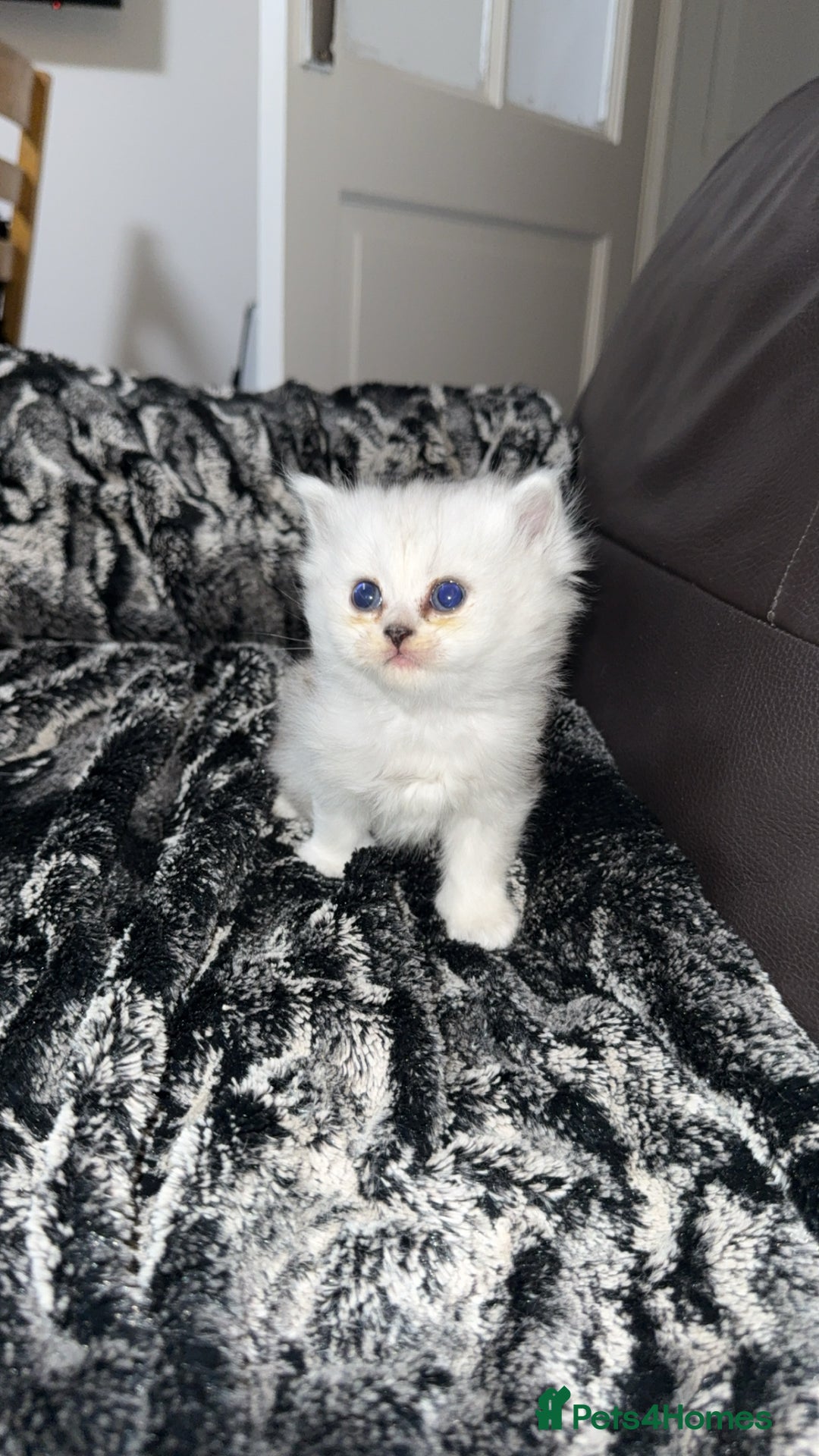 Persian cats for sale: Persian chinchilla kittens  - Image 4
