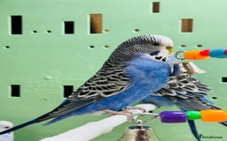 Budgerigars birds for sale: Budgies  - Advert 17