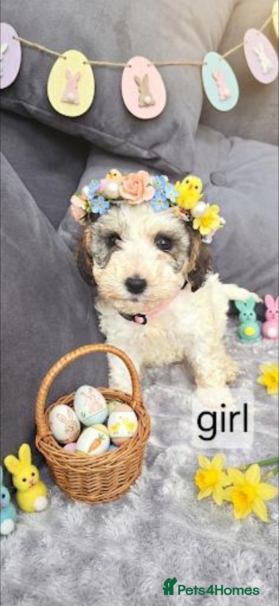 Cockapoo dogs Beautiful cockapoo puppies  - Advert 17