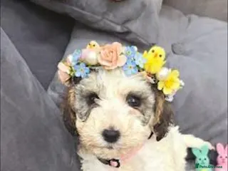 Cockapoo dogs Beautiful cockapoo puppies - Advert 17