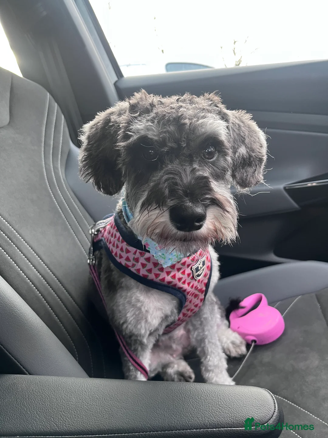 Schnoodle dogs for sale: Schnoodle for sale - Advert 2