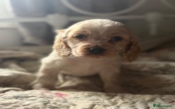 Cocker Spaniel dogs for sale: Beautiful puppies  - Advert 9