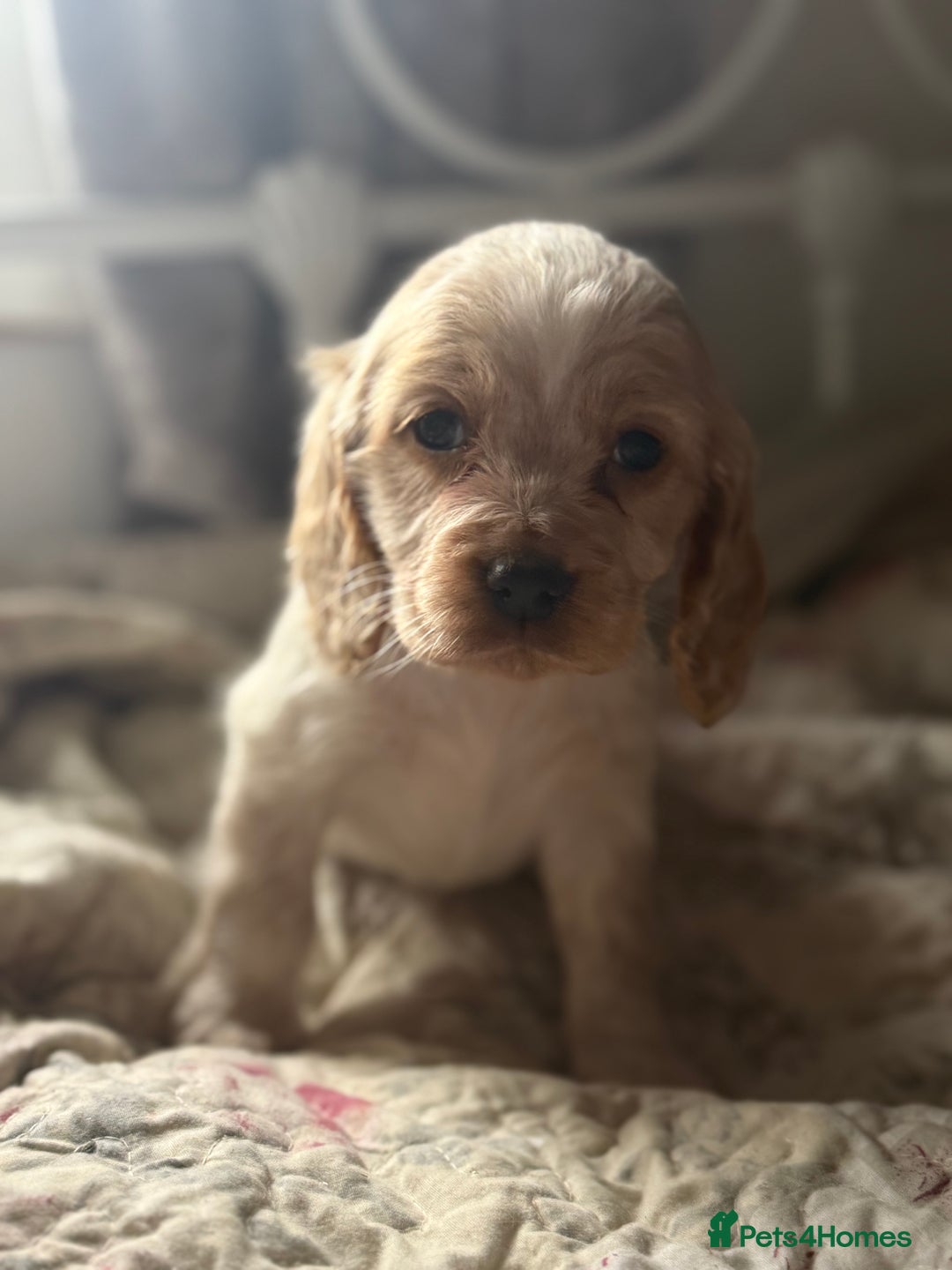 Cocker Spaniel dogs for sale: Beautiful puppies  - Advert 9