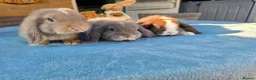 Mini Lop rabbits for sale: Mini Lops in Cambridge - Advert 17