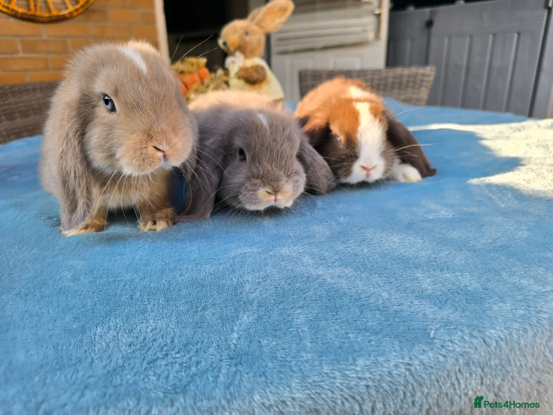 Mini Lop rabbits for sale: Mini Lops in Cambridge - Advert 17
