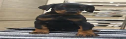 Dobermann dogs for sale: Top Quality Dobermann Puppies Available - Advert 3
