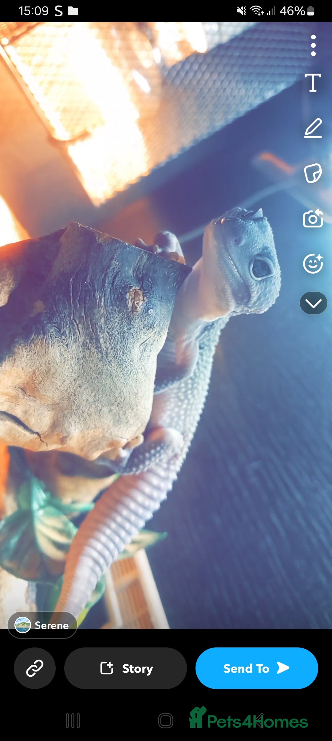 Leopard Gecko reptiles for sale: Morph eclipse lepord geco male  - Advert 1