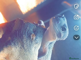 Leopard Gecko reptiles Morph eclipse lepord geco male - Advert 1