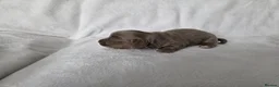 Miniature Dachshund dogs for sale: True long haired miniature dachshund for sale in Cardiff - Advert 6