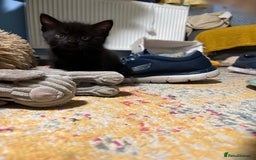Domestic Shorthair cats for sale: 1 male black (ghost tabby) kitten - Image 1