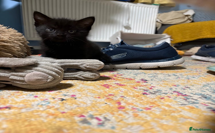Domestic Shorthair cats - Advert 1