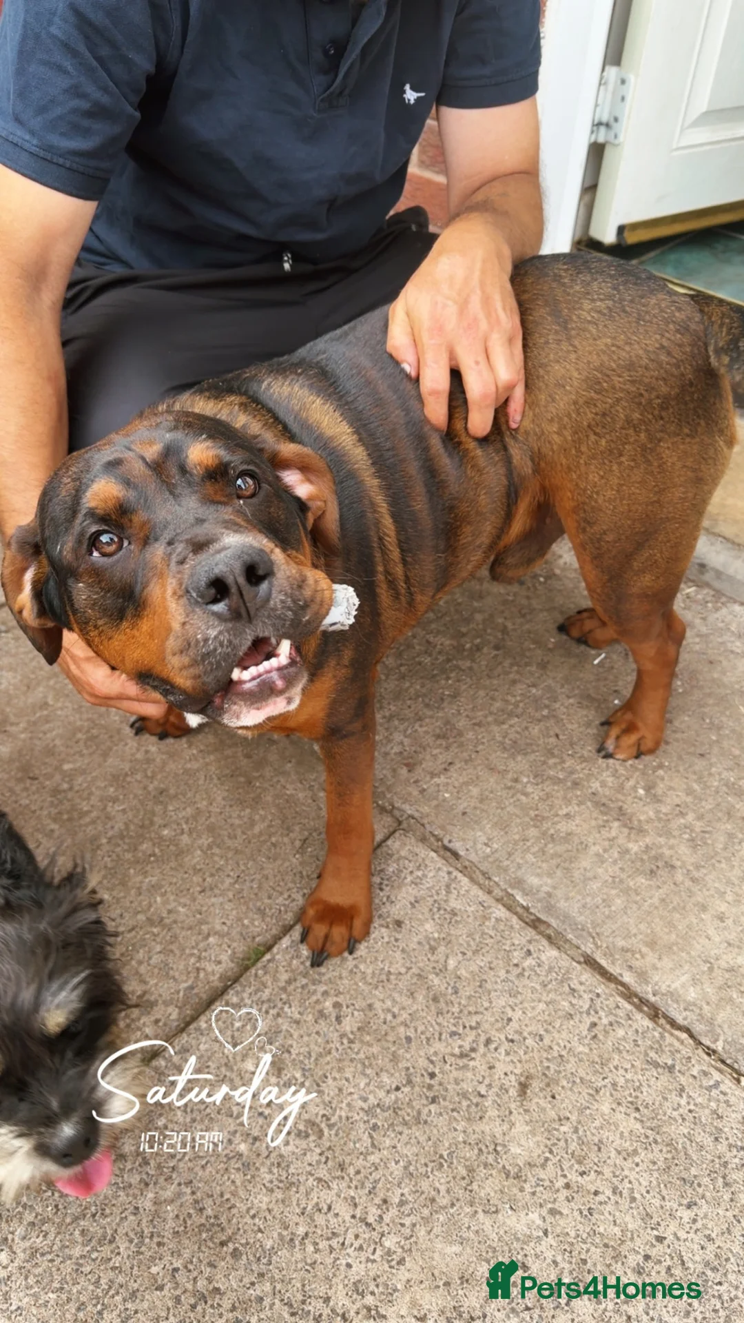 Mixed Breed dogs for sale: Mixed breed  - Advert 2