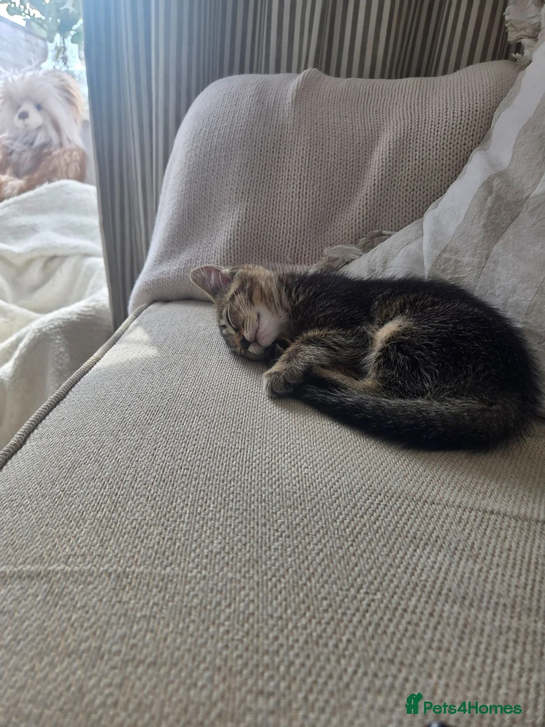 American Shorthair cats for sale: Adorable kitten for sale! - Advert 7