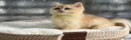 British Shorthair cats for sale: 💛Premium golden chinchilla bsh kittens 💛 - Advert 35