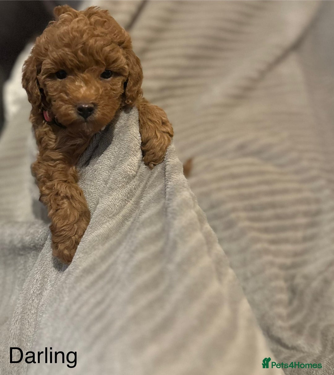 Cavapoo dogs for sale: 1 boy left! Ready 11th December Red F1BB Cavapoo   - Advert 6