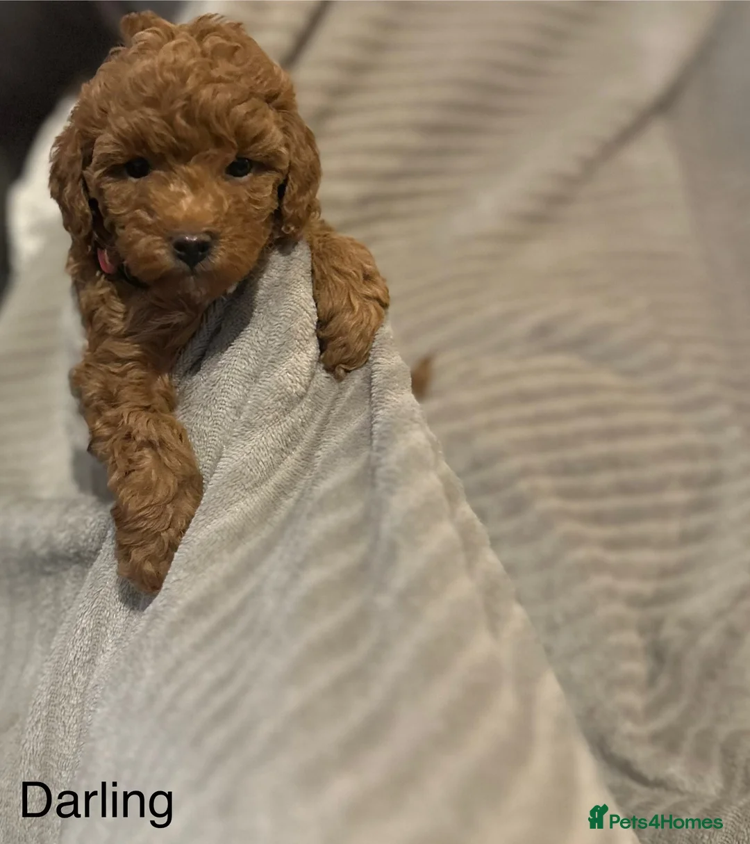 Cavapoo dogs for sale: 1 boy left! Ready 11th December Red F1BB Cavapoo   - Advert 6
